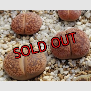 画像: Kuruman form' C12【25-10】