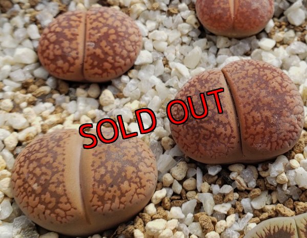 画像1: Kuruman form' C12【25-10】