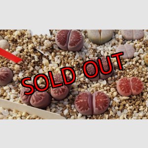 画像: Murasaki-Kikusyogyoku(紫菊章玉)【25-10】