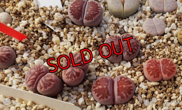 画像1: Murasaki-Kikusyogyoku(紫菊章玉)【25-10】