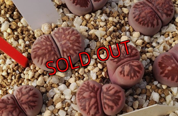 画像2: Murasaki-Kikusyogyoku(紫菊章玉)【25-10】