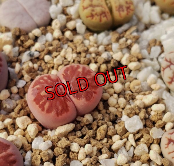 C　錦っぽい固体です