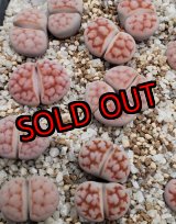 画像: karasmontana C223【25-10】