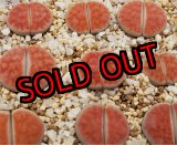 画像: 朱唇玉(v. karasmontana) 【25-10】