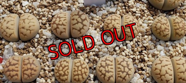 画像2:  ssp. bella C285【25-10】