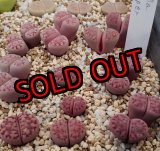 画像: Purper`   VJF107a【25-10】