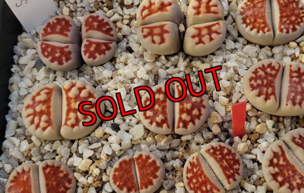 画像2:  Top Red S. S.【25-10】