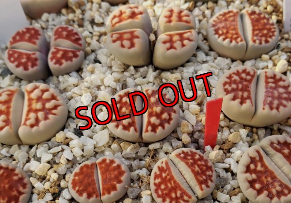 画像1:  Top Red S. S.【25-10】