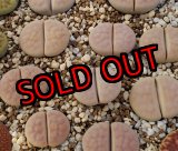 画像: "Opalina" C169  【25-10】