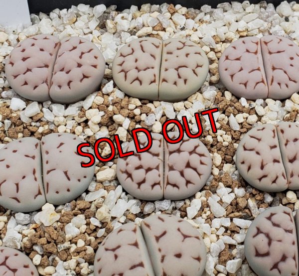 画像2:  Karasbi jin ex. C225.  【25-10】