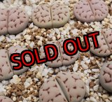 画像:  Karasbi jin ex. C225.  【25-10】