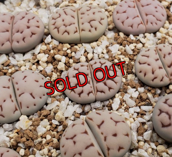 画像1:  Karasbi jin ex. C225.  【25-10】