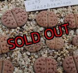 画像: Jacobseniana C227【25-10】