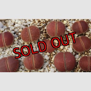 画像: 'Corona-ko'   【25-10】