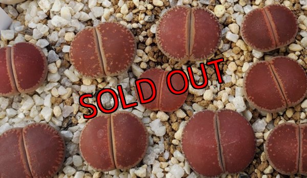 画像1: 'Corona-ko'   【25-10】