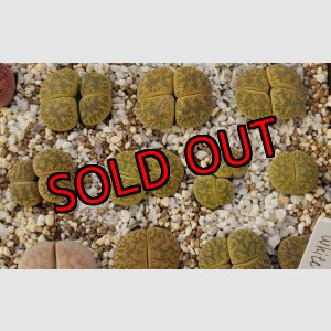 画像: lesliei C138【25-10】