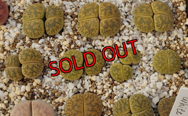 画像1: lesliei C138【25-10】