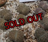 画像: ssp. burchellii C302/2H【25-10】