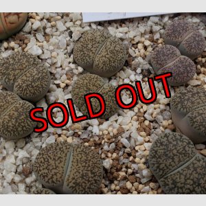 画像: ssp. burchellii C302/2H【25-10】