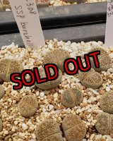 画像:  ssp. burchellii C308【25-10】