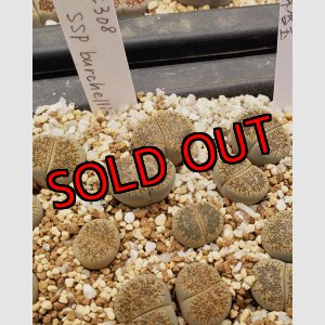 画像:  ssp. burchellii C308【25-10】