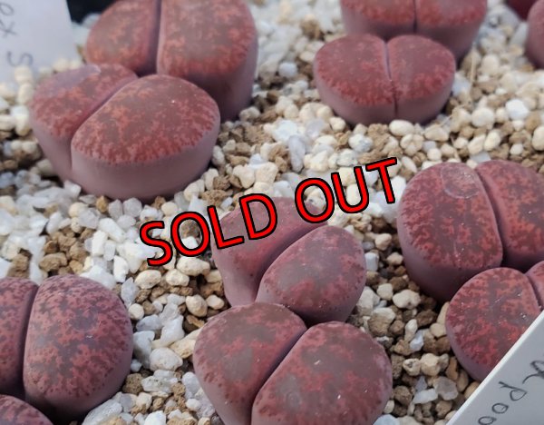 画像1: Jamboorree　ex. S. H./2H【25-10】