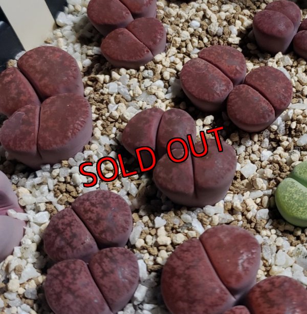 画像2: Jamboorree　ex. S. H./2H【25-10】