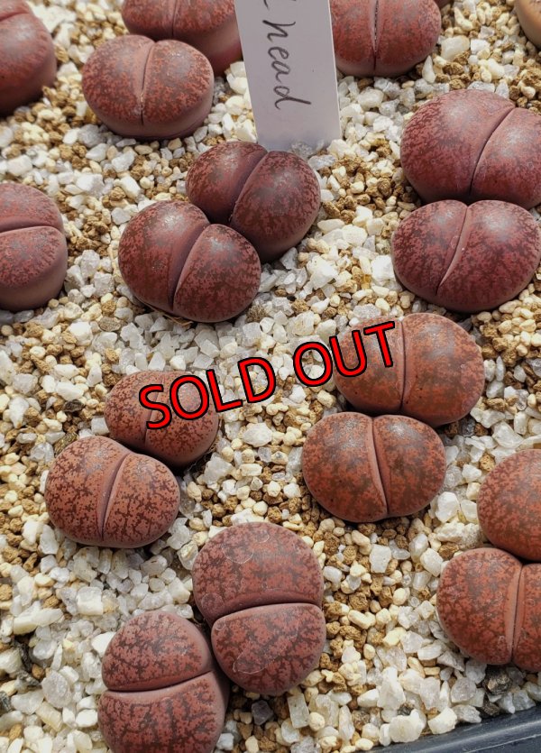 画像2: Fred Redhead ex. S. H.   /2H【25-10】