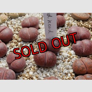 画像: Fred Redhead ex. S. H.   /2H【25-10】