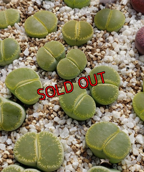 画像2: Green Top ex. C36B【25-10】