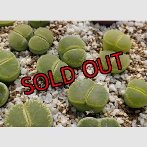 画像: Green Top ex. C36B【25-10】