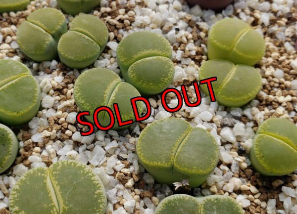 画像1: Green Top ex. C36B【25-10】