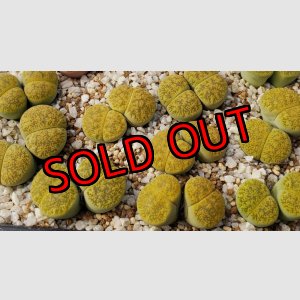 画像: Albinica  C36A  /2H【25-10】