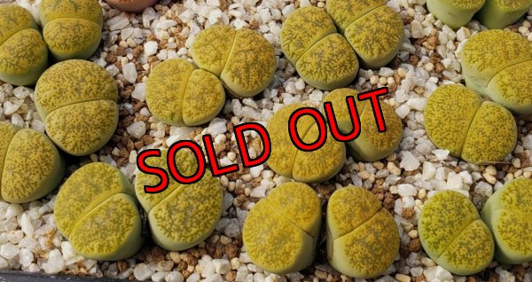 画像1: Albinica  C36A  /2H【25-10】