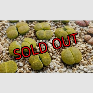 画像:  Albinigold  C36B /2H【25-10】