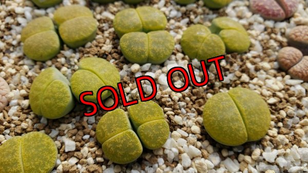 画像1:  Albinigold  C36B /2H【25-10】