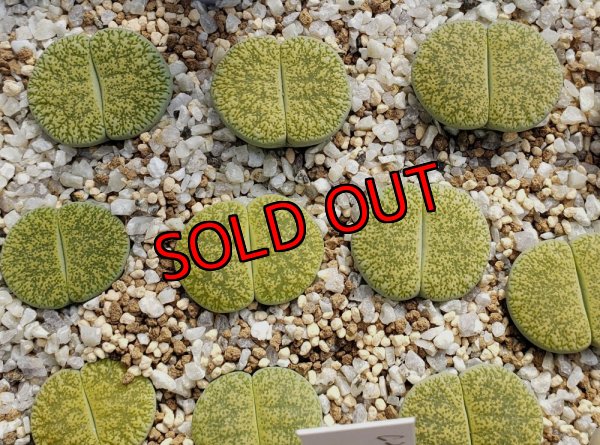 画像2:  v. venteri Ventergreen【25-10】