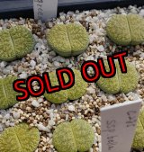 画像:  v. venteri Ventergreen【25-10】