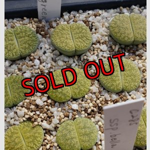 画像:  v. venteri Ventergreen【25-10】