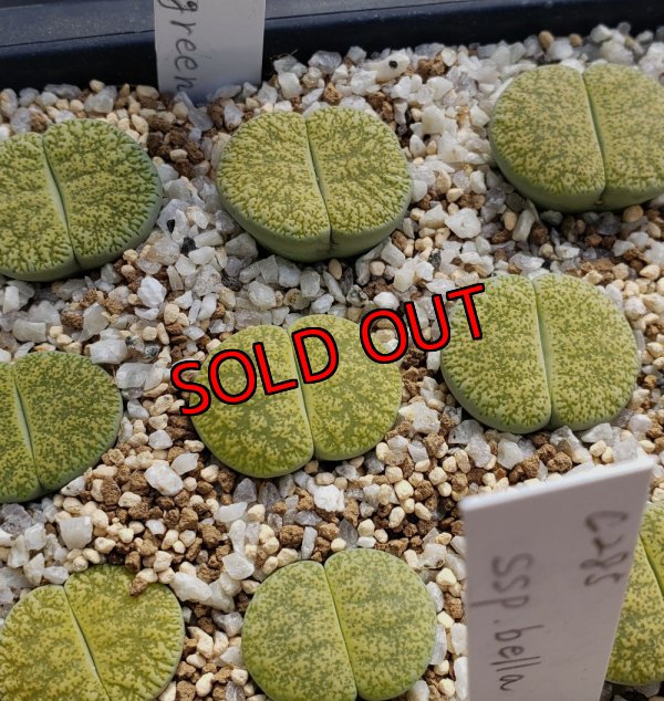 画像1:  v. venteri Ventergreen【25-10】