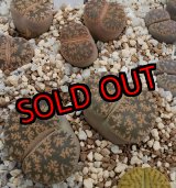 画像:  Pietersgburg form" C30/2H【25-10】