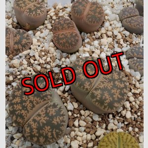 画像:  Pietersgburg form" C30/2H【25-10】