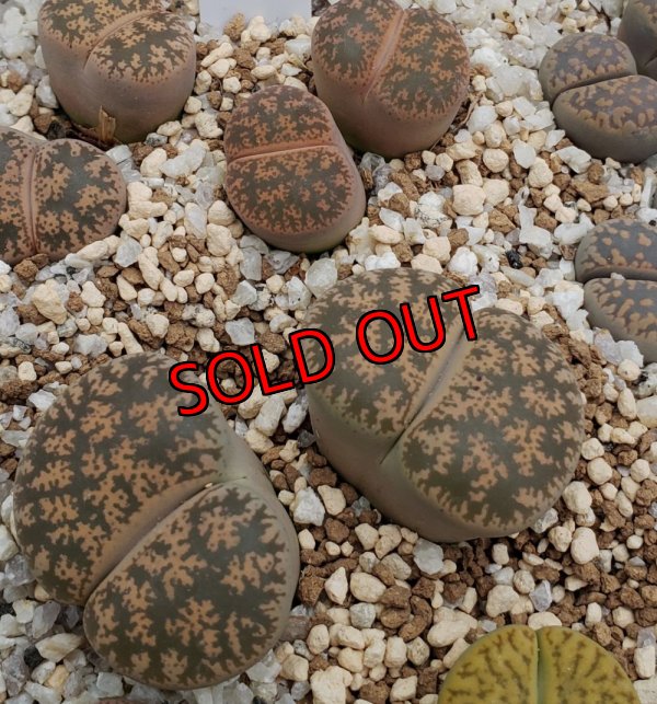 画像1:  Pietersgburg form" C30/2H【25-10】