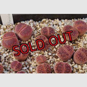 画像: Redd i ssh EH208/2H    【25-10】