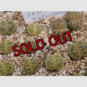 画像:  Pietersgreen ex. C30 /2H【25-10】