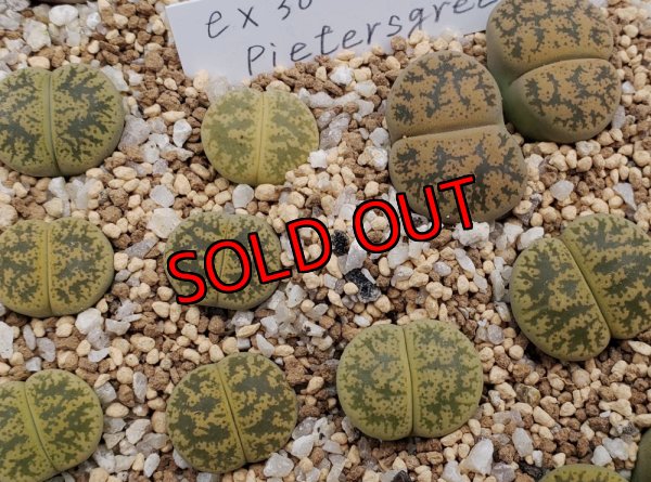 画像1:  Pietersgreen ex. C30 /2H【25-10】