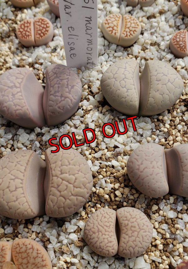 画像3:  v. elisae C251【25-10】