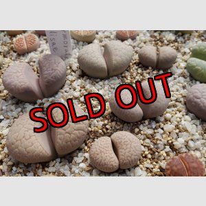 画像:  v. elisae C251【25-10】