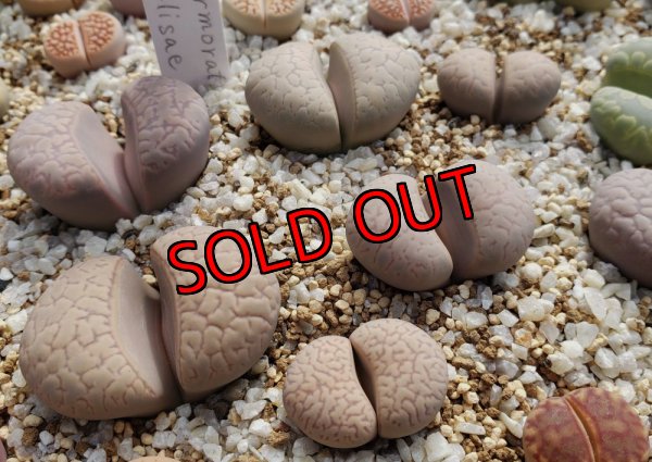 画像1:  v. elisae C251【25-10】