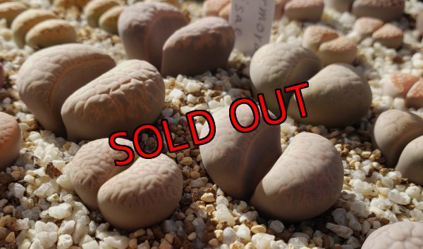 画像2:  v. elisae C251【25-10】